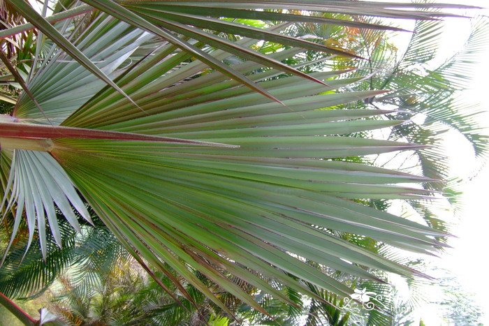 蓝脉葵 Latania loddigesii 蓝脉葵 Latania loddigesii