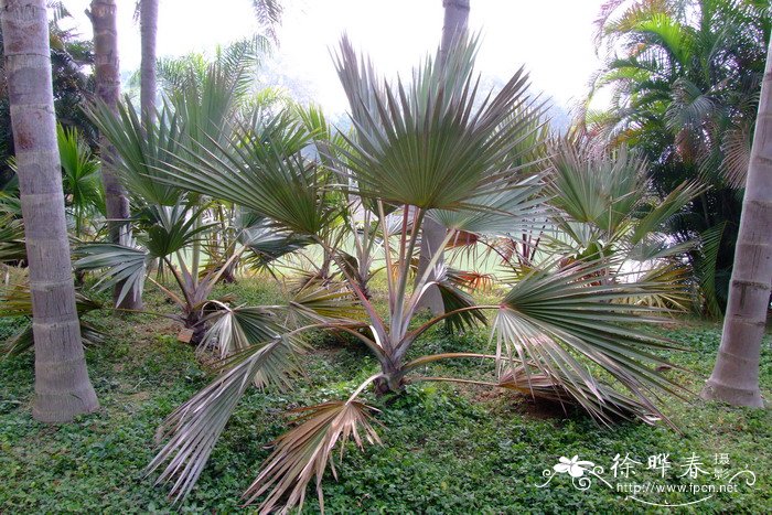 蓝脉葵 Latania loddigesii 蓝脉葵 Latania loddigesii