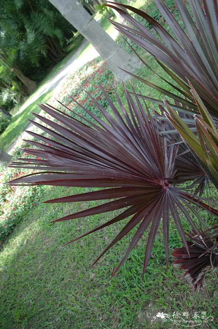 红脉葵Latania lontaroides 红脉葵Latania lontaroides