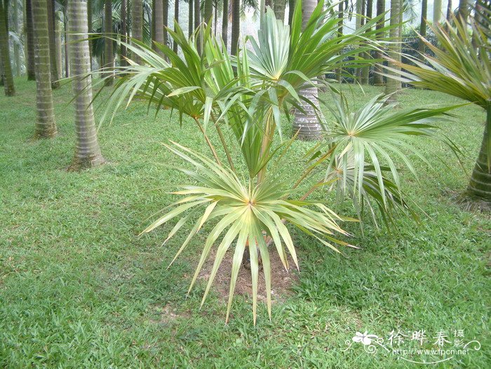 黄脉葵 Latania verschaffeltii 黄脉葵 Latania verschaffeltii