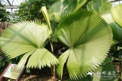苏玛旺氏轴榈Licuala peltata var. sumawongii