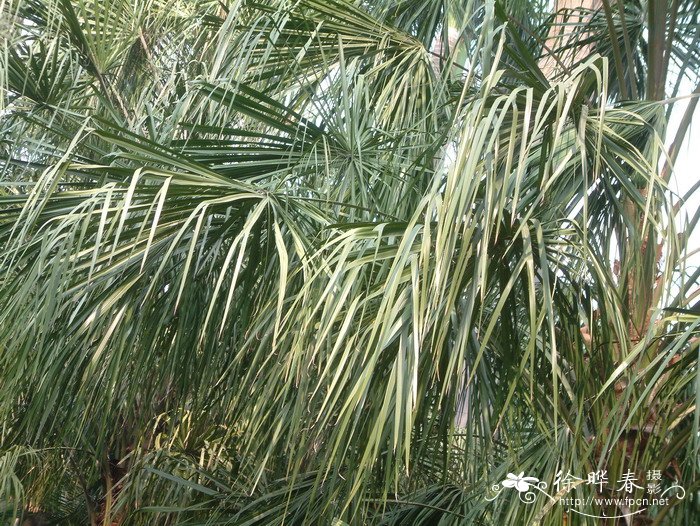 裂叶蒲葵Livistona decora 裂叶蒲葵Livistona decora
