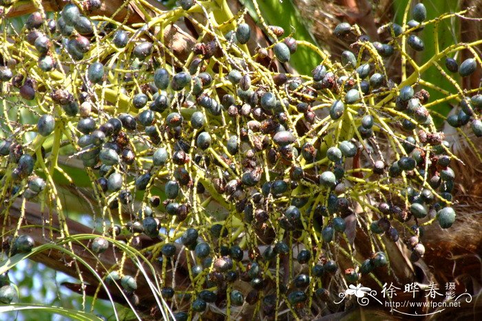 蒲葵 Livistona chinensis 蒲葵 Livistona chinensis