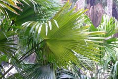 美丽蒲葵Livistona jenkinsiana