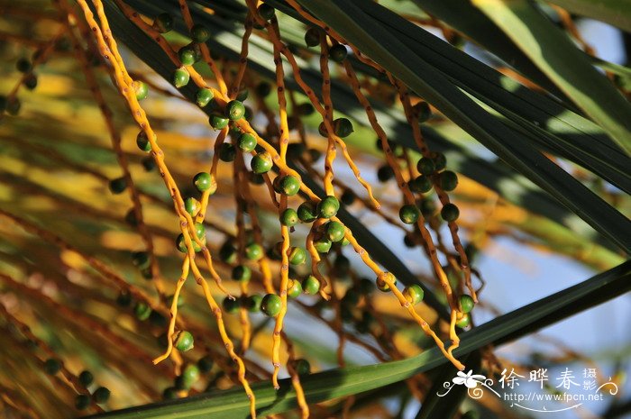 加拿利海枣Phoenix canariensis 加拿利海枣Phoenix canariensis