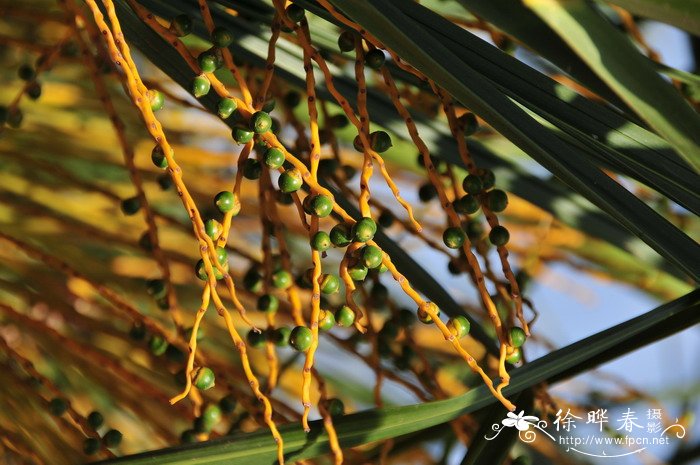 加拿利海枣Phoenix canariensis