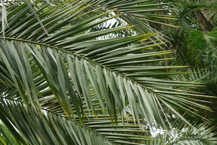 加拿利海枣Phoenix canariensis 加拿利海枣Phoenix canariensis