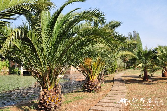 加拿利海枣Phoenix canariensis