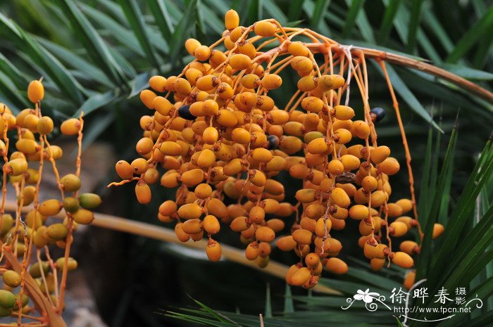 刺葵Phoenix loureiroi 刺葵Phoenix loureiroi