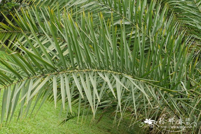 银海枣 Phoenix sylvestris 银海枣 Phoenix sylvestris