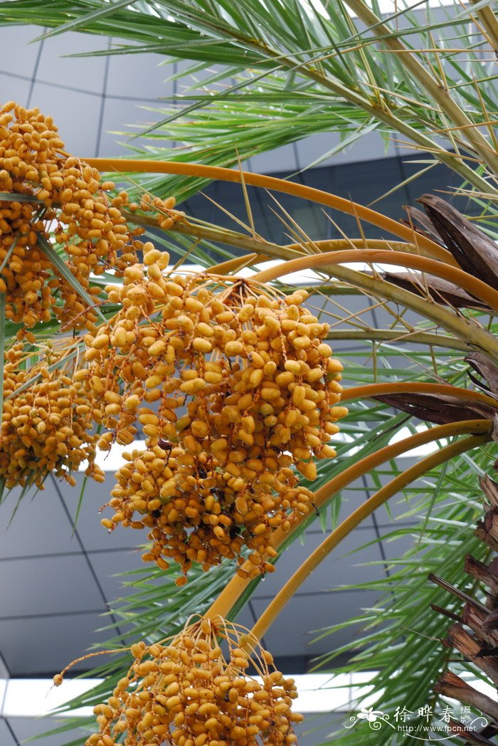 银海枣 Phoenix sylvestris 银海枣 Phoenix sylvestris