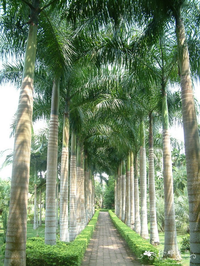 大王椰子Roystonea elata 大王椰子Roystonea elata