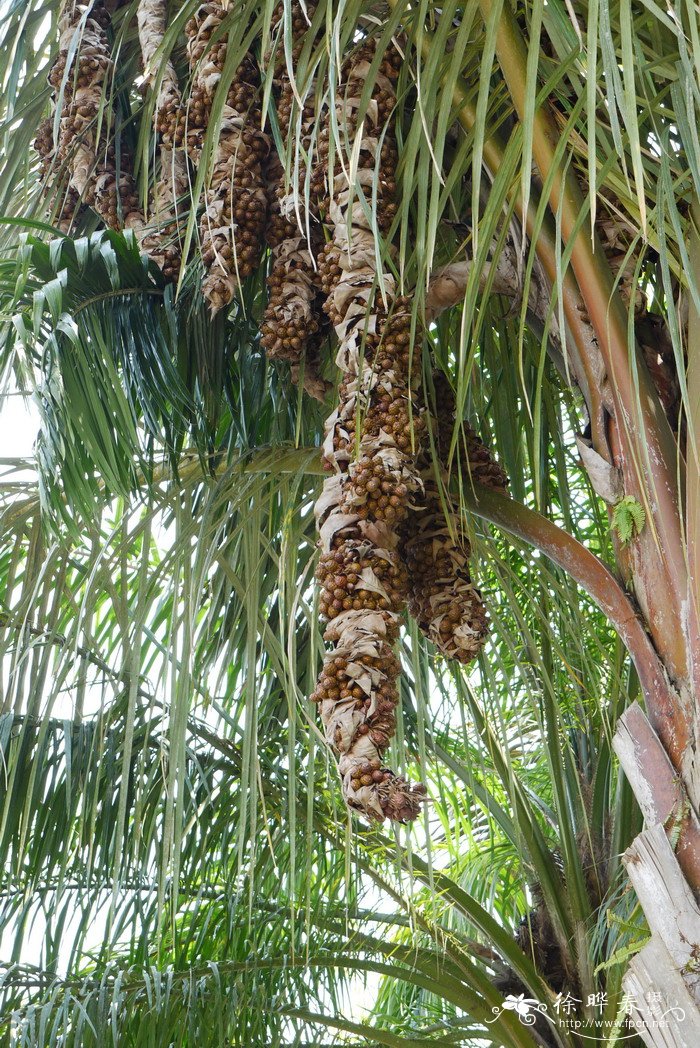 象鼻棕 Raphia vinifera 象鼻棕 Raphia vinifera