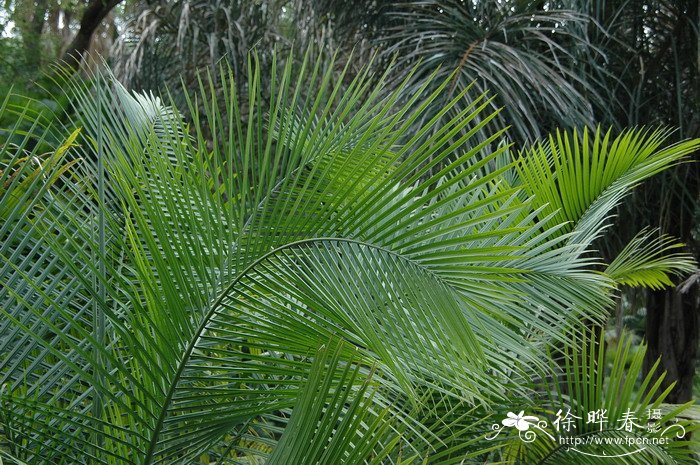 国王椰子Ravenea rivularis 国王椰子Ravenea rivularis