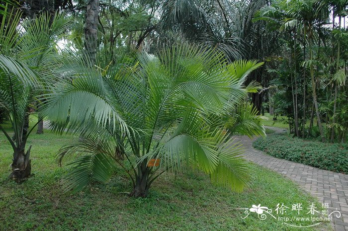 国王椰子Ravenea rivularis 国王椰子Ravenea rivularis
