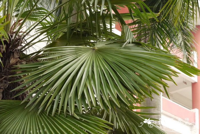 棕榈 Trachycarpus fortunei 棕榈 Trachycarpus fortunei