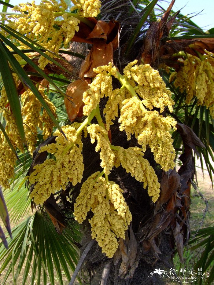 棕榈 Trachycarpus fortunei 棕榈 Trachycarpus fortunei