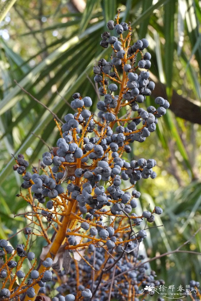 棕榈 Trachycarpus fortunei 棕榈 Trachycarpus fortunei