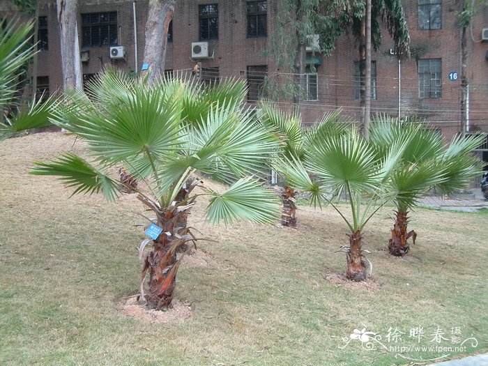 华盛顿椰子Washingtonia filifera 华盛顿椰子Washingtonia filifera