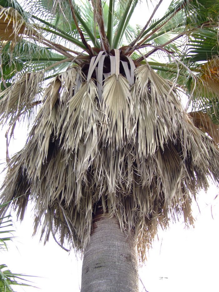 华盛顿椰子Washingtonia filifera 华盛顿椰子Washingtonia filifera