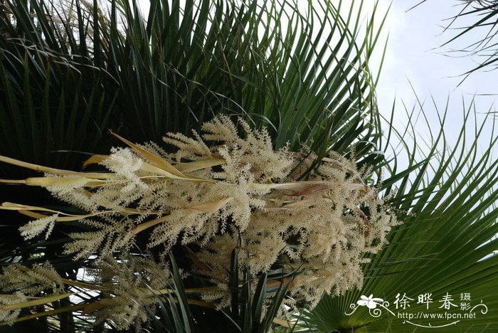 大丝葵Washingtonia robusta 大丝葵Washingtonia robusta
