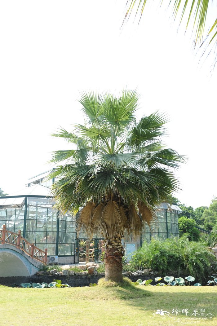 大丝葵Washingtonia robusta 大丝葵Washingtonia robusta