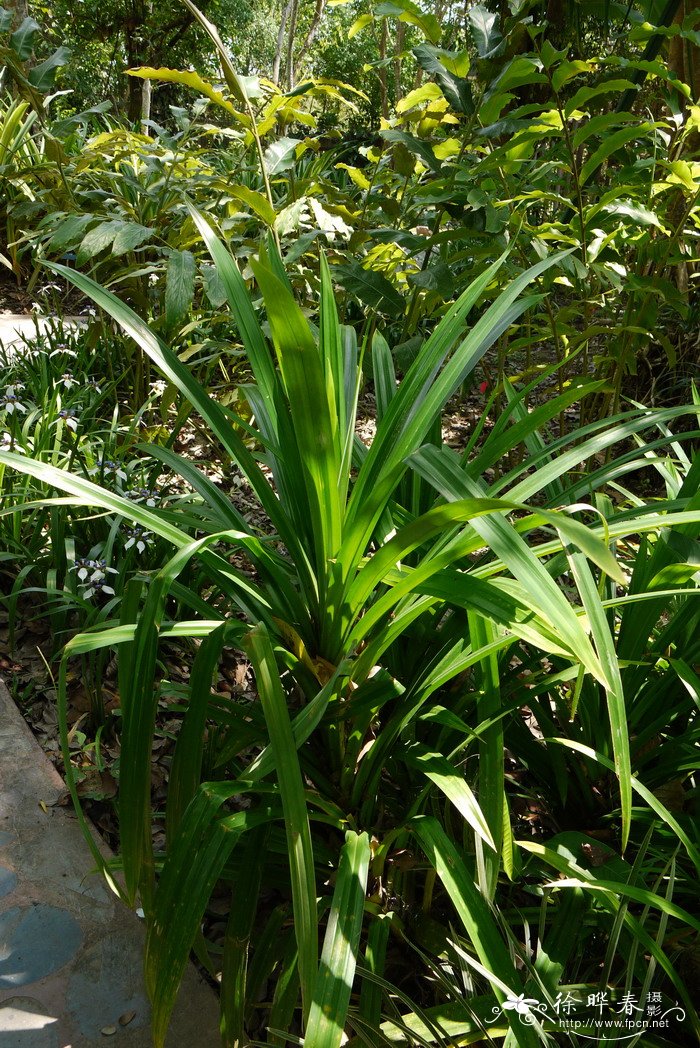 香露兜Pandanus amaryllifolius 香露兜Pandanus amaryllifolius