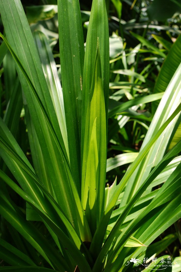 香露兜Pandanus amaryllifolius