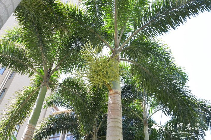狐尾椰子Wodyetia bifurcata 狐尾椰子Wodyetia bifurcata