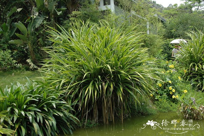金边露兜Pandanus pygmaeus ‘Golden Pygmy’ 金边露兜Pandanus pygmaeus ‘Golden Pygmy’