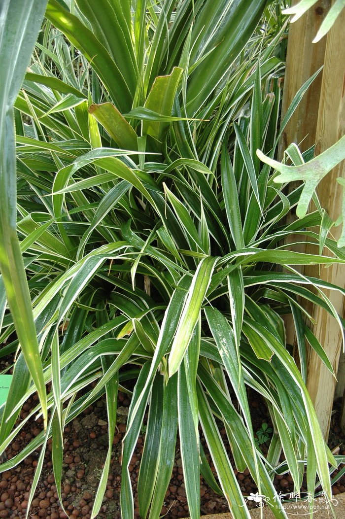 金边露兜Pandanus pygmaeus ‘Golden Pygmy’