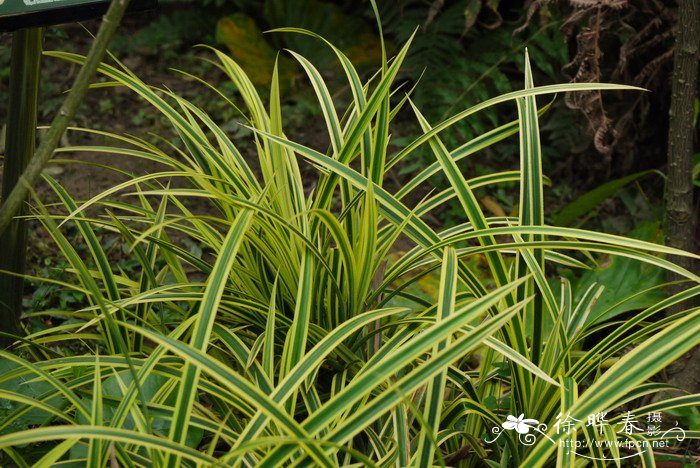 斑叶禾叶露兜树Pandanus pygmaeus ‘Variegatuw’ 斑叶禾叶露兜树Pandanus pygmaeus ‘Variegatuw’