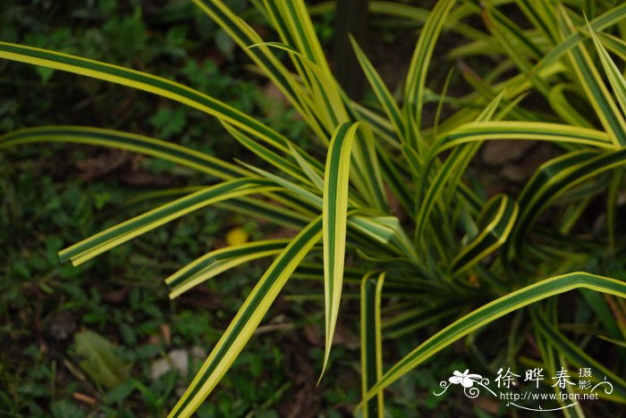 斑叶禾叶露兜树Pandanus pygmaeus ‘Variegatuw’