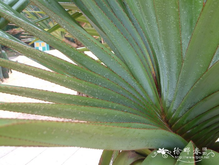 红刺露兜Pandanus utilis 红刺露兜Pandanus utilis