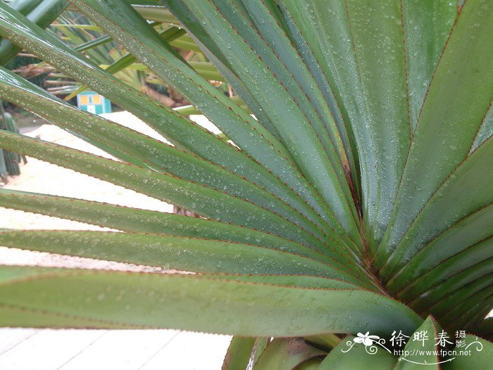 红刺露兜Pandanus utilis