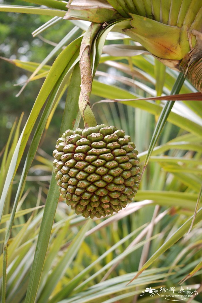 红刺露兜Pandanus utilis