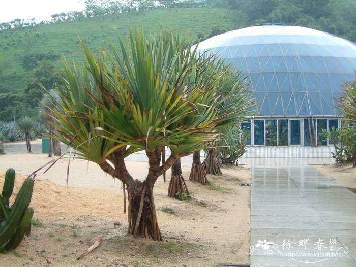 红刺露兜Pandanus utilis