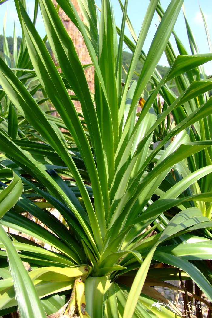 露兜树Pandanus tectorius