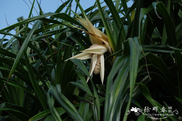 露兜树Pandanus tectorius