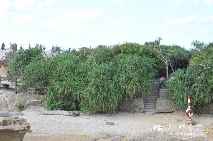 露兜树Pandanus tectorius