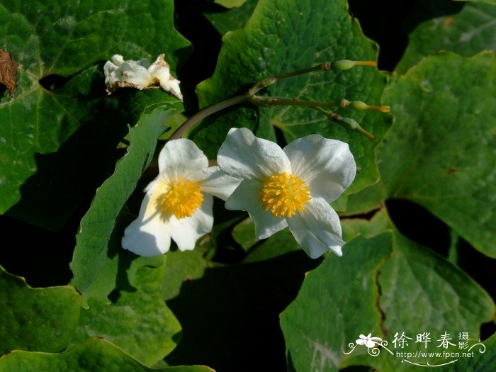 血水草Eomecon chionantha 血水草Eomecon chionantha