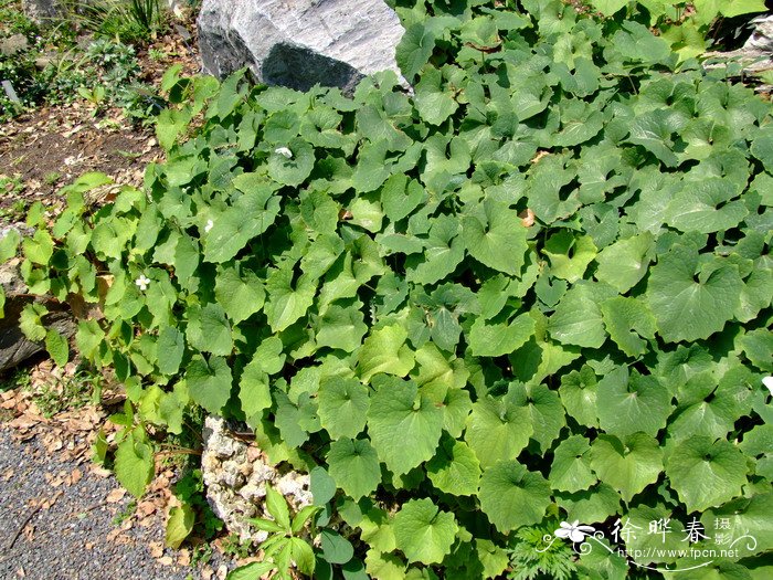 血水草Eomecon chionantha 血水草Eomecon chionantha