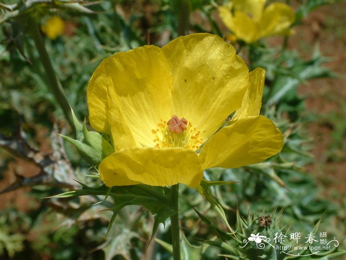 蓟罂粟Argemone mexicana 蓟罂粟Argemone mexicana