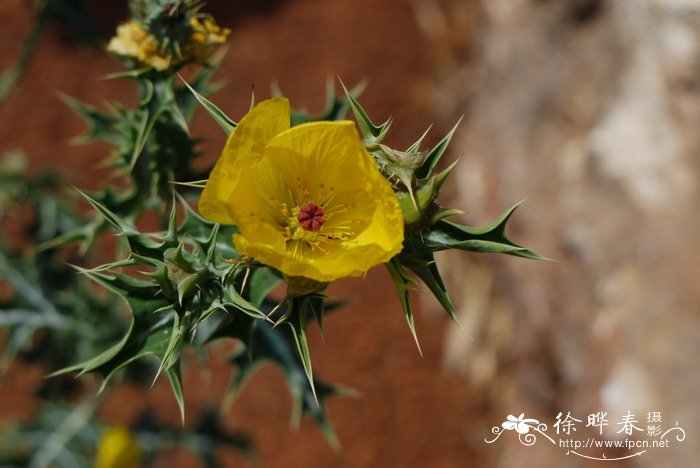 蓟罂粟Argemone mexicana