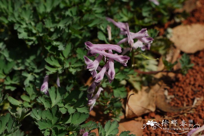 金钩如意草corydalis taliensis