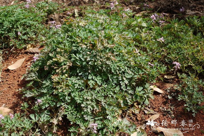 金钩如意草Corydalis taliensis