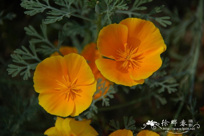 花菱草Eschscholzia californica 花菱草Eschscholzia californica