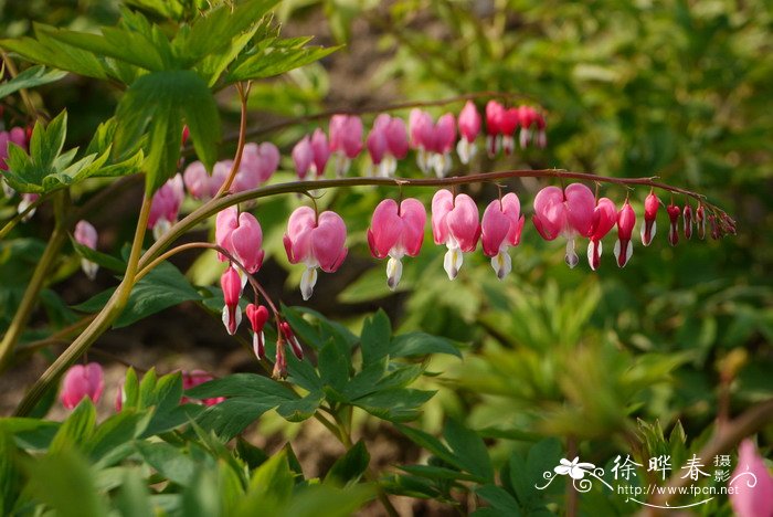 荷包牡丹Lamprocapnos spectabilis 荷包牡丹Lamprocapnos spectabilis