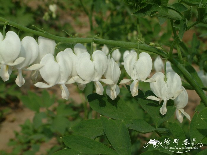 荷包牡丹Lamprocapnos spectabilis 荷包牡丹Lamprocapnos spectabilis