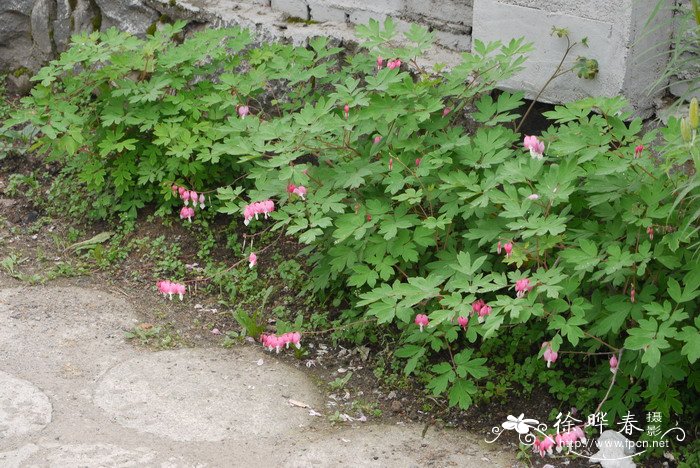 荷包牡丹Lamprocapnos spectabilis 荷包牡丹Lamprocapnos spectabilis